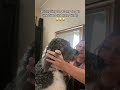 apparently im the one who didn’t understand the assignment🤷🏼♀️ #dog #fail #funny #newsong