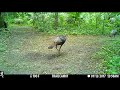 Tuccelli gopher tortoise preserve trail camera  5 minutes of wildlife