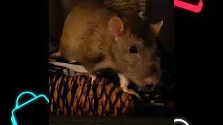 5 Reasons We LOVE Rats