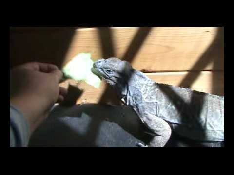 lizard skin grips just working with the pets
