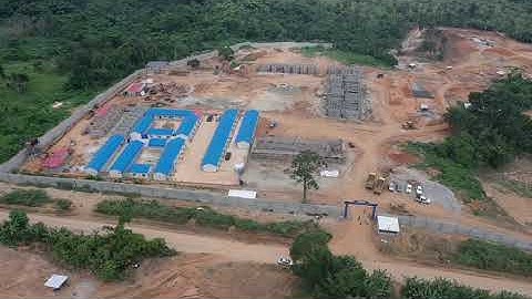 Segilola Entire Plant