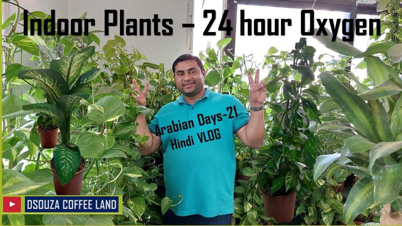 Arabian Days-21 | Indoor Plants | 24 hour Oxygen | Nursery | Hindi vlog|