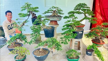 Lô Bonsai Để Bàn 26/11 Kim Quýt, Tùng Ruby, Vú Sữa, Ổi Tàu, Linh Sam, Trà PK | Văn An chào bán