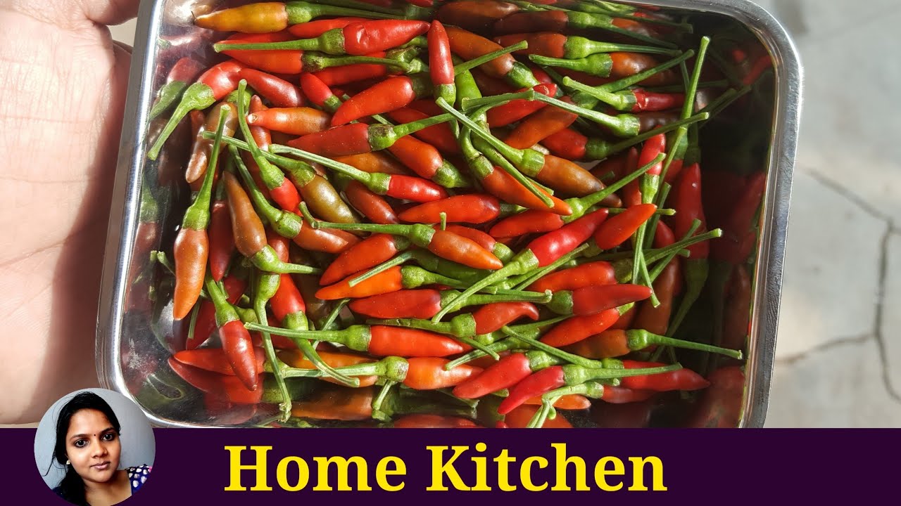 Red chilli Seeni milagai Red pepper harvest Chilli harvest YouTube
