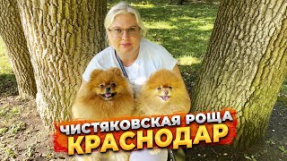Чистяковская роща в Краснодаре  Прогулка с собаками