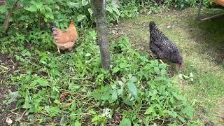 Garden Chicken Coop UK - Pets Imperial Chicken Coop - soft egg laid screenshot 1