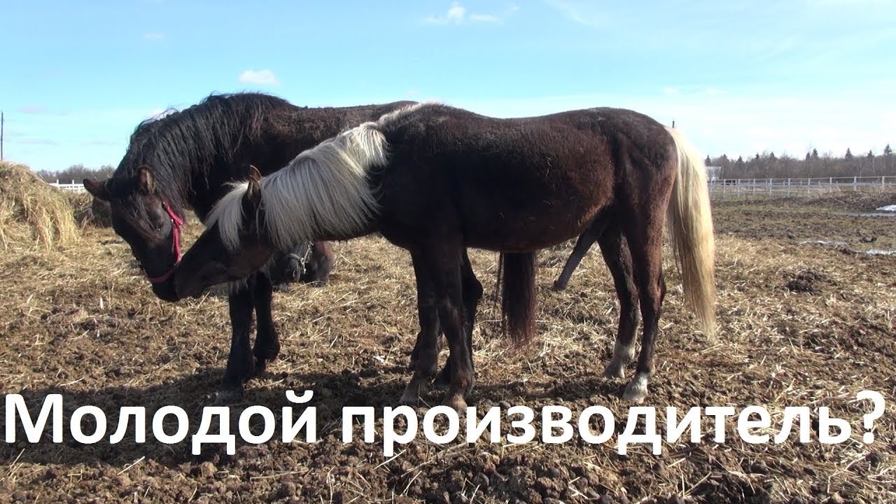 Спаривание лошадей и получение потомства - YouTube
