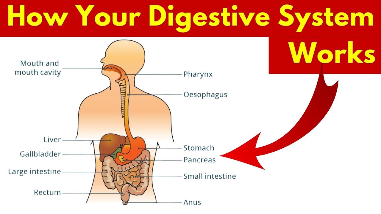 How your digestive system works? | How does your body turns food into ...