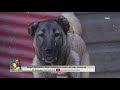 AKIN TÜLÜBAŞ İLE KÖPEK DÜNYASI | Kangal Köpeklerin Özellikleri - SİVAS