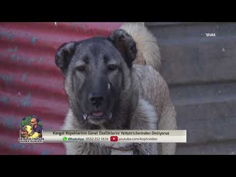 Video: 15 Sibirya Huskiisine Sahip Olmanın Artıları ve Eksileri