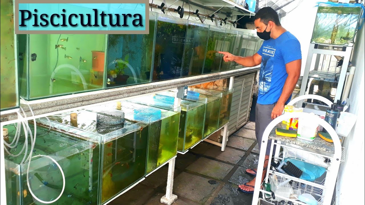 PISCICULTURA  ( criação de guppy de linhagem ) .