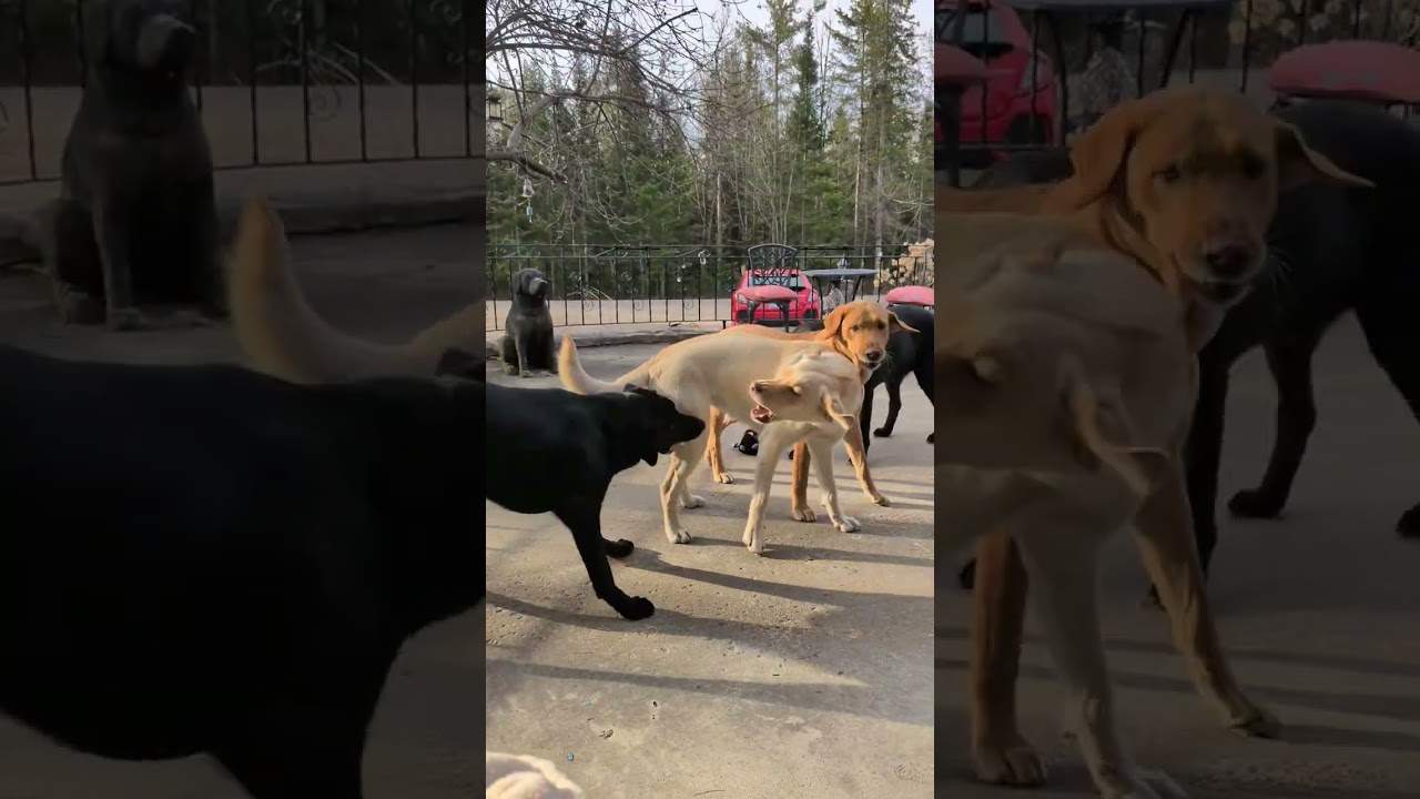 Morning Zoomies prior to their walk! 