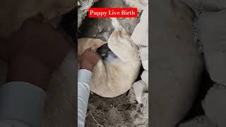 live birth“नवरात्रि के पावन दिनों में, माँ की ममता का नया जन्म 5 नन्हीं जिंदगियाँ इस दुनिया में आईं
