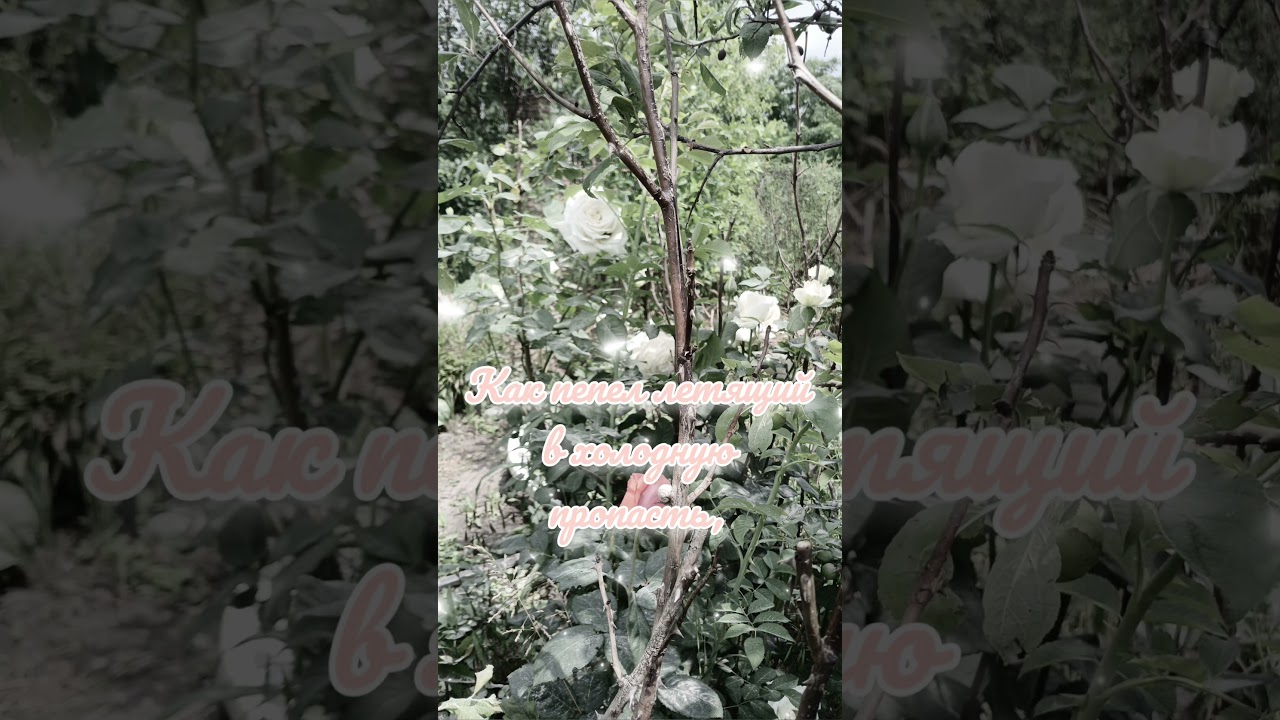 Пронзи моё сердце 