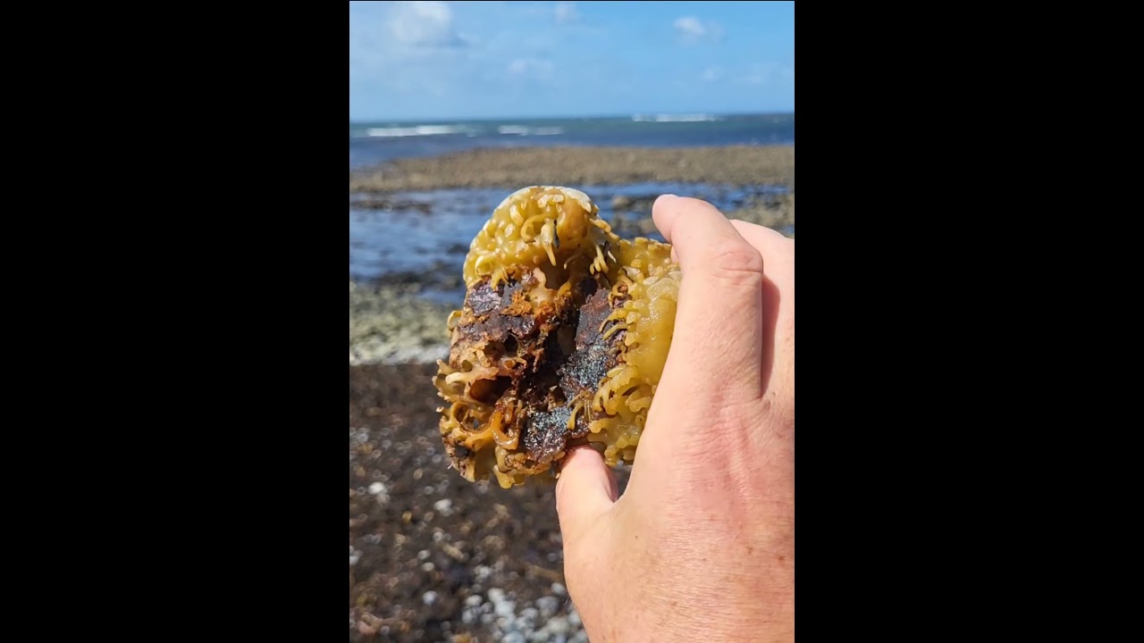 A kelp Holdfast (the structure that kelps use to grip on to rocky substrate) from a Furbellows