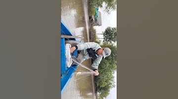 Giăng lưới cá sông ở Cà Mau #shorts