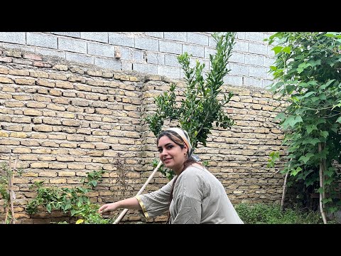 Rural Cooking With Fresh Apples Traditional Village Life In The Countryside 