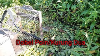 Download Lagu Ternyata Seperti ini Dobel Poin Pada Jebak Kandang || Momen Dobel Poin Saat Mikat Tikusan Alis Putih MP3