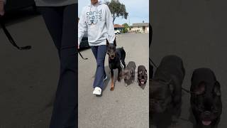 3 Dogs. 1 Walk. Zero Tension #frenchbulldog #doberman #dobermanpinscher #frenchie #dogtrainer #dogs