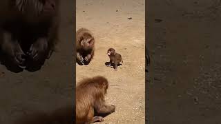 😊😋 The Cutest Baby Monkey Tantrum Ever! 😄💕🥰🙈🐵 Punch Feeding Time Spoiled By Shikano So Sweet✨️😍🐒🫶❤️🤗