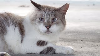 【猫集会】美しい猫達が屋根付きのベンチで涼む