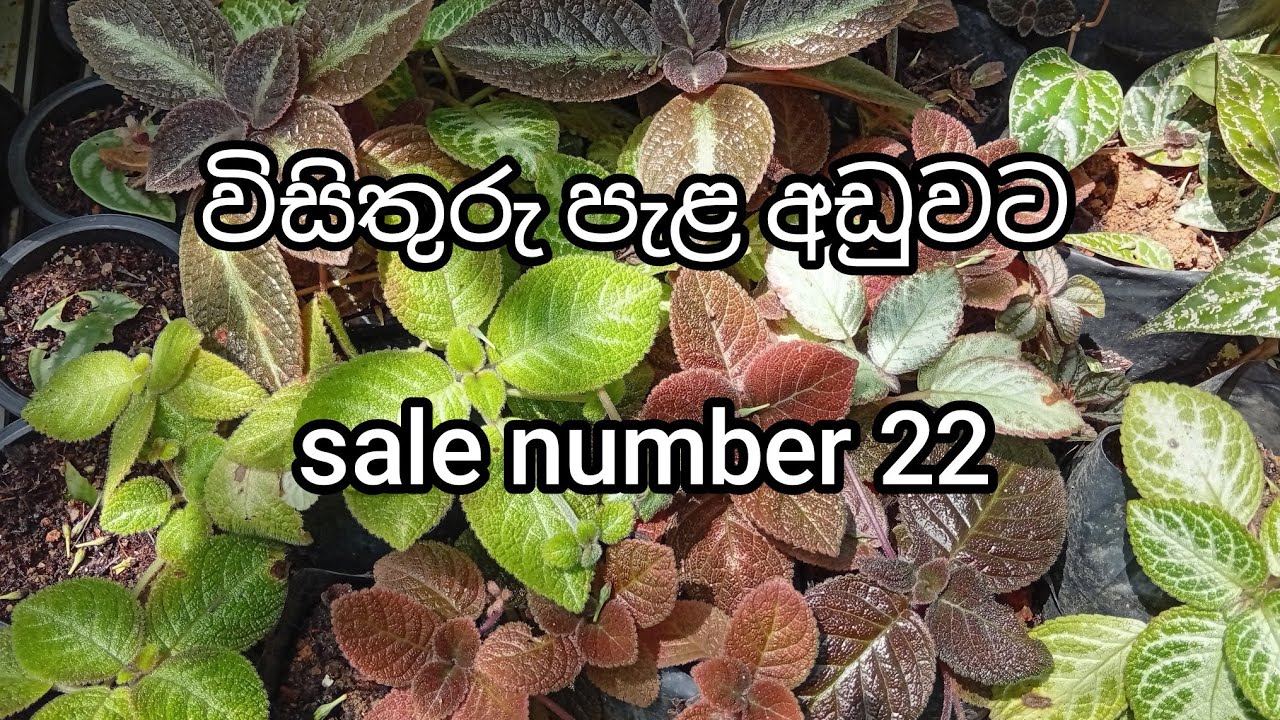 විසිතුරු පැළ අඩුවට | sale number 22 | 0707475222 ( Sri Visithuru Plant Nursery )