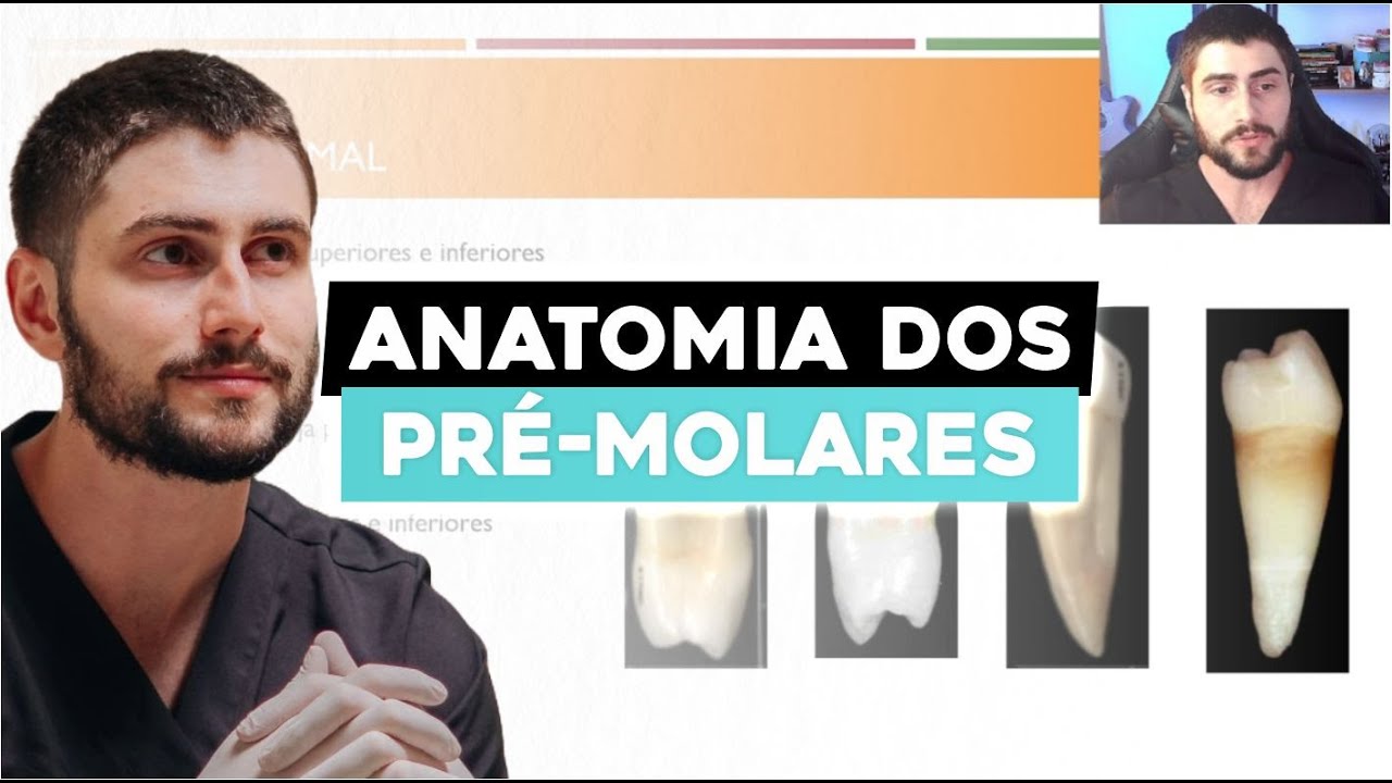 Anatomia dos Pré-Molares de forma descomplicada