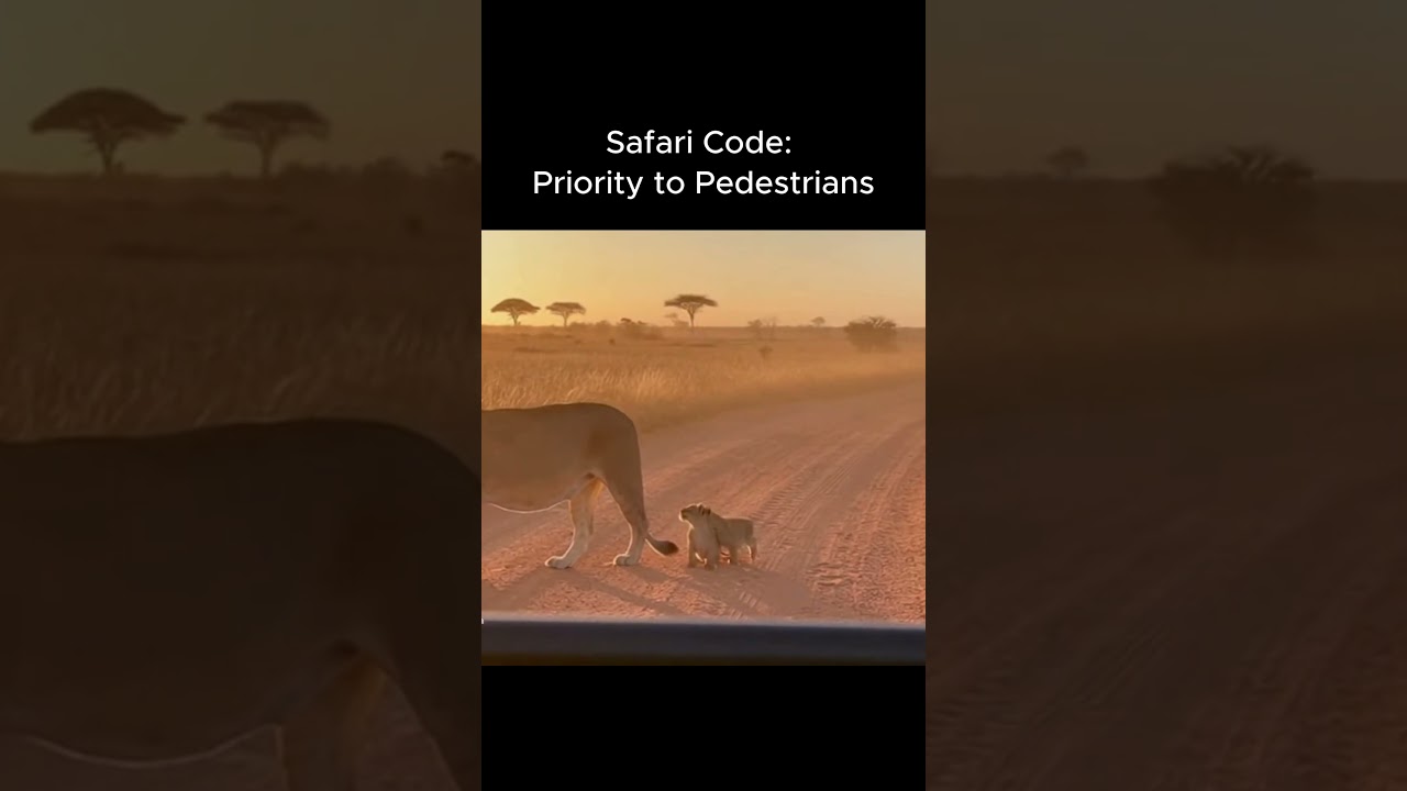 🦁 A Lioness and Her 3 Cubs Cross the Road… Safari Magic 😳❤️
