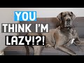 Just HOW lazy are Great Danes? What to expect as an owner | Great Dane Care