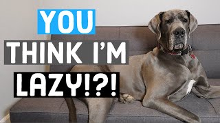 Just HOW lazy are Great Danes? What to expect as an owner | Great Dane Care