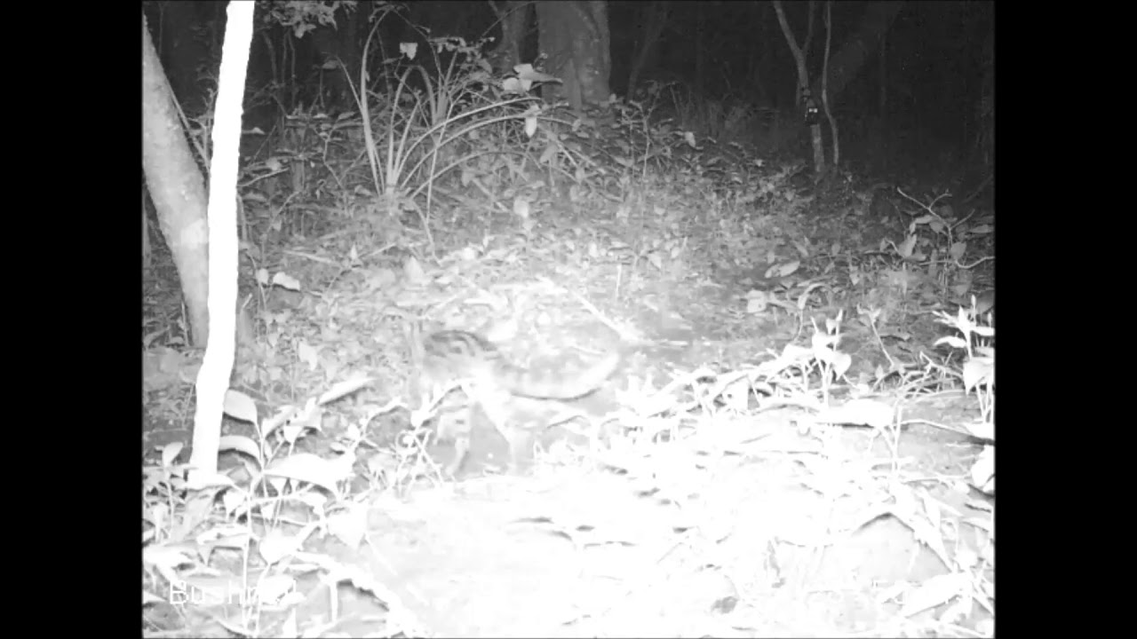 acoustic love songs #CameraTrapProjectChiquitos: Ocelot