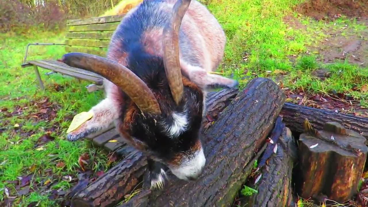 goatlog: Balancing act (2025-12-08)