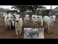 FEIRA DE GADO EM CARUARU-PE DIA 10/09/2024