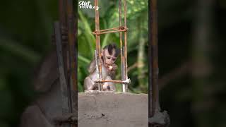 Baby monkey and iron frame #sorts #monkey #cute