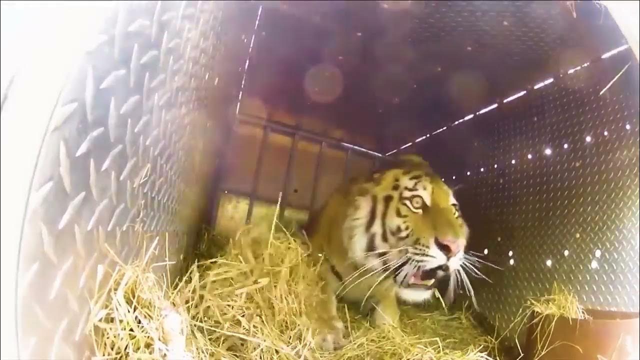 Мой внутренний зверь мем. Тигр за забором. Выпусти зверя карточная игра. Сова ловит. Свободу животным.