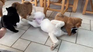 Alie Aux Prises Avec 3 Chow