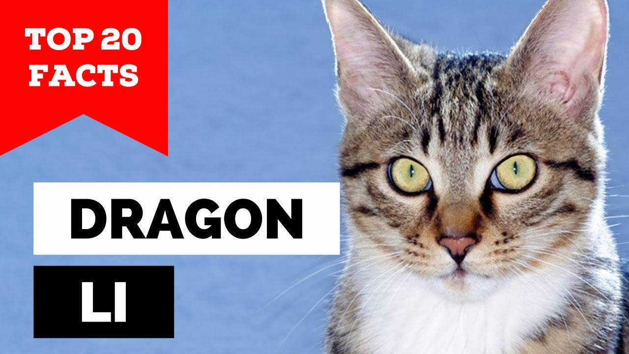 99% of Dragon Li Cat Owners Don't Know This