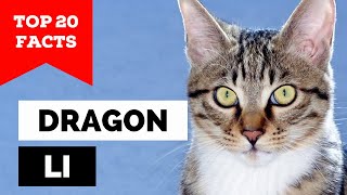 99% of Dragon Li Cat Owners Don't Know This