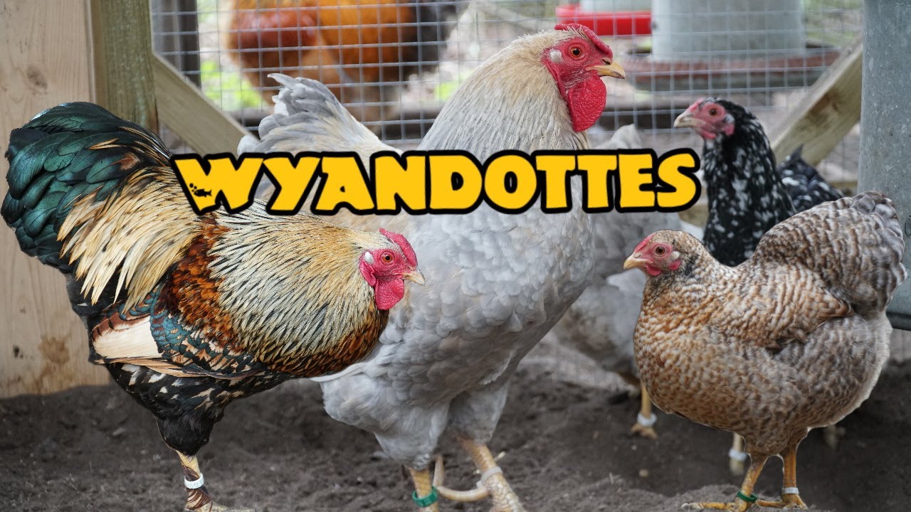 Breeder visit: Wyandotte (bantams) of Danny - YouTube