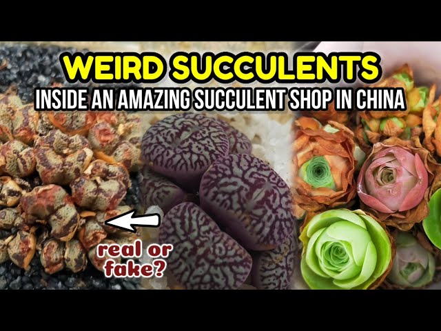 RARE AND WEIRD SUCCULENTS FOR SALE IN CHINA 多肉植物 || Tour