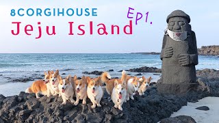 8Corgis Landing Operation on Jeju Island   [Jeju Diary EP1]