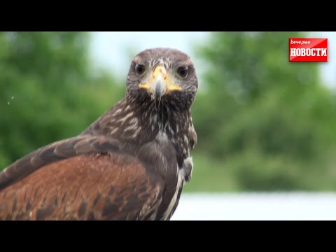Video: Kako Krotiti Zaljubljene Ptice