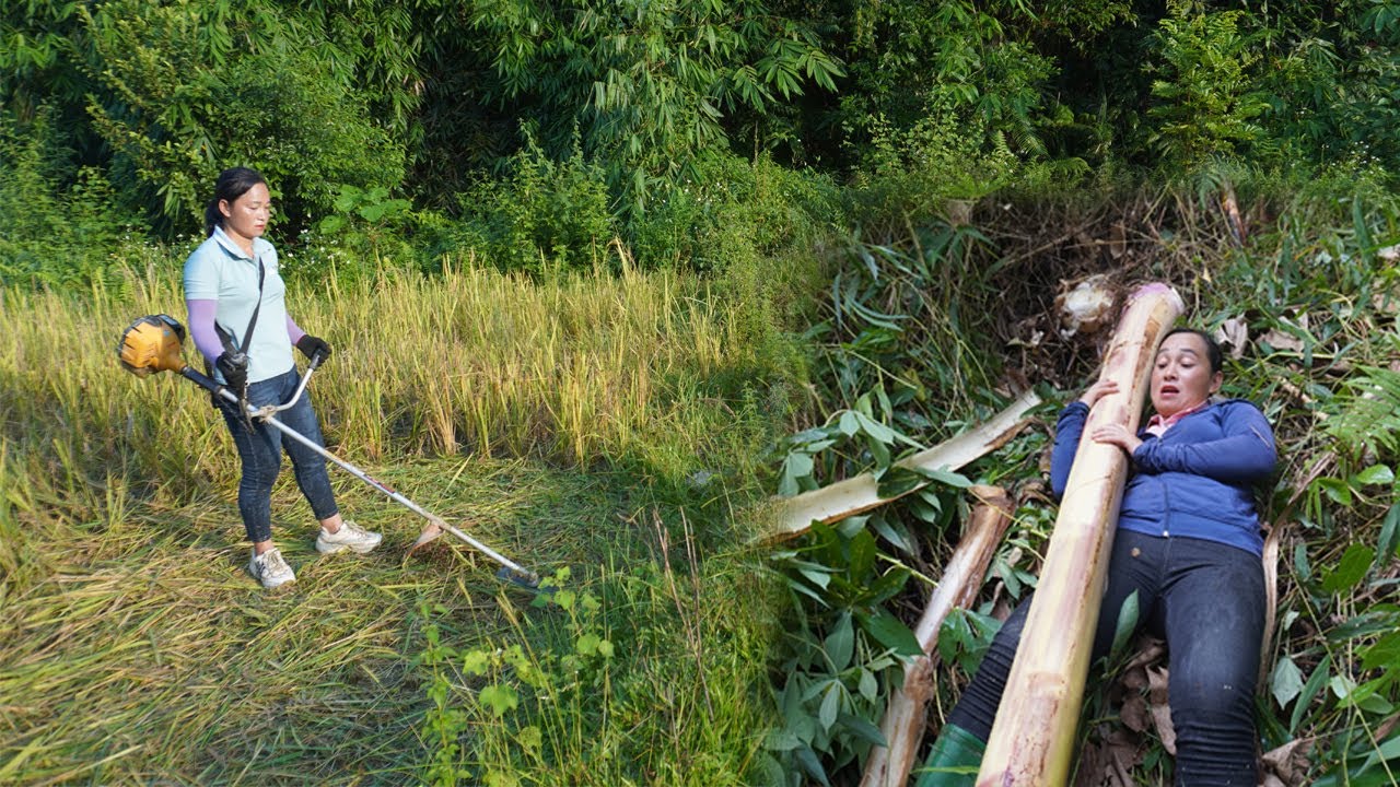 Clear grass and harvest bananas to raise pigs - Green forest farm, LIVING OFF GRID