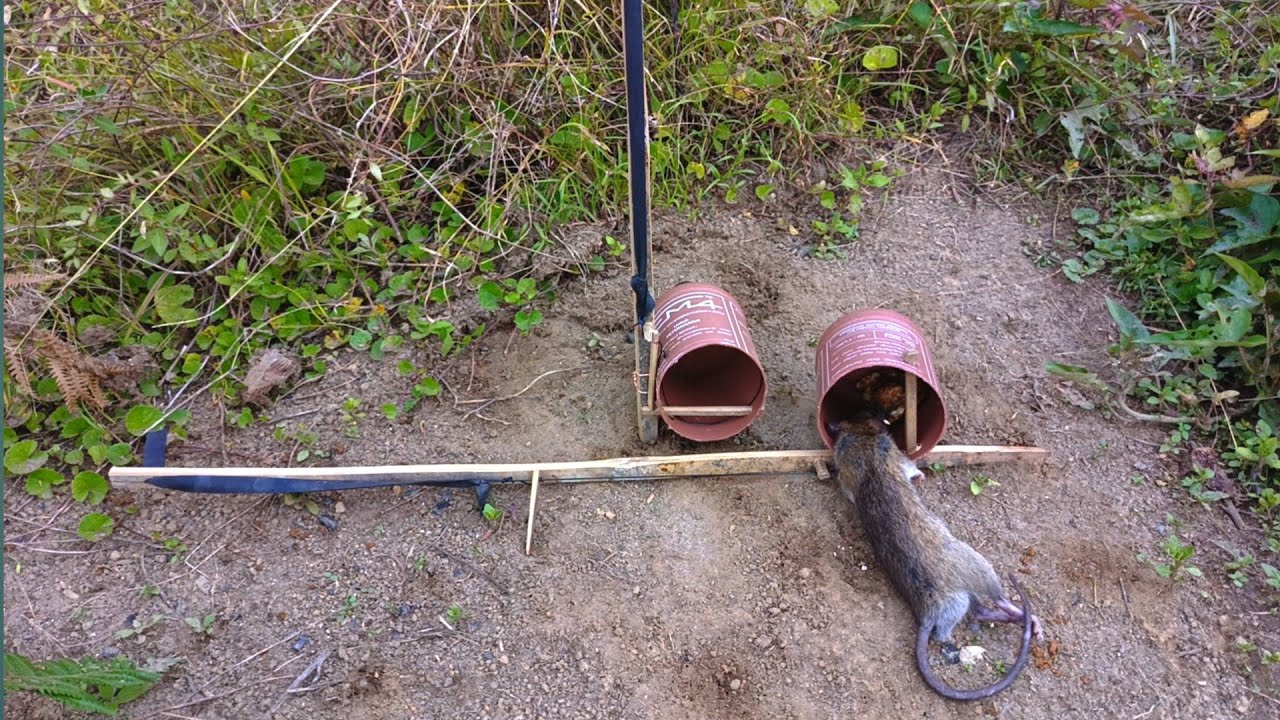 Мышеловка своими руками из использованных бутылок: дешево и эффективно