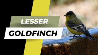 Learn the Song of the Lesser Goldfinch