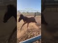 The Yorkshire Stable | Episode 1