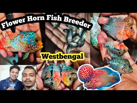 Flower Horn Fish Farming | Flower Horn Fishes Price | Aquarium