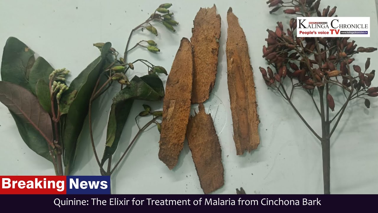 Kalinga Chronicle TV People's Voice Elixir for Treatment