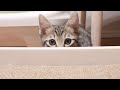 心の病を持った野良猫を保護して数日。分離不安症の症状に変化が…！爪とぎも出来たよ！