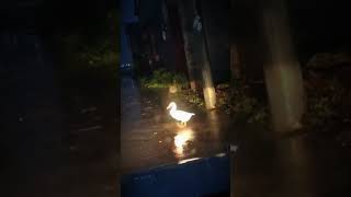 Download Lagu #viral #duet #love MP3